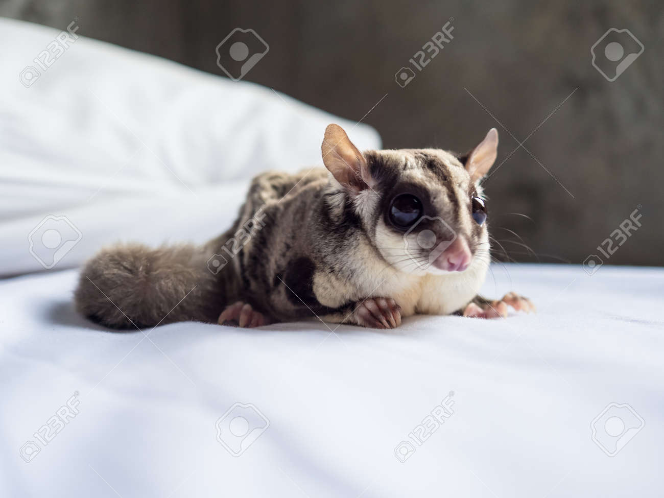 sugar glider beds