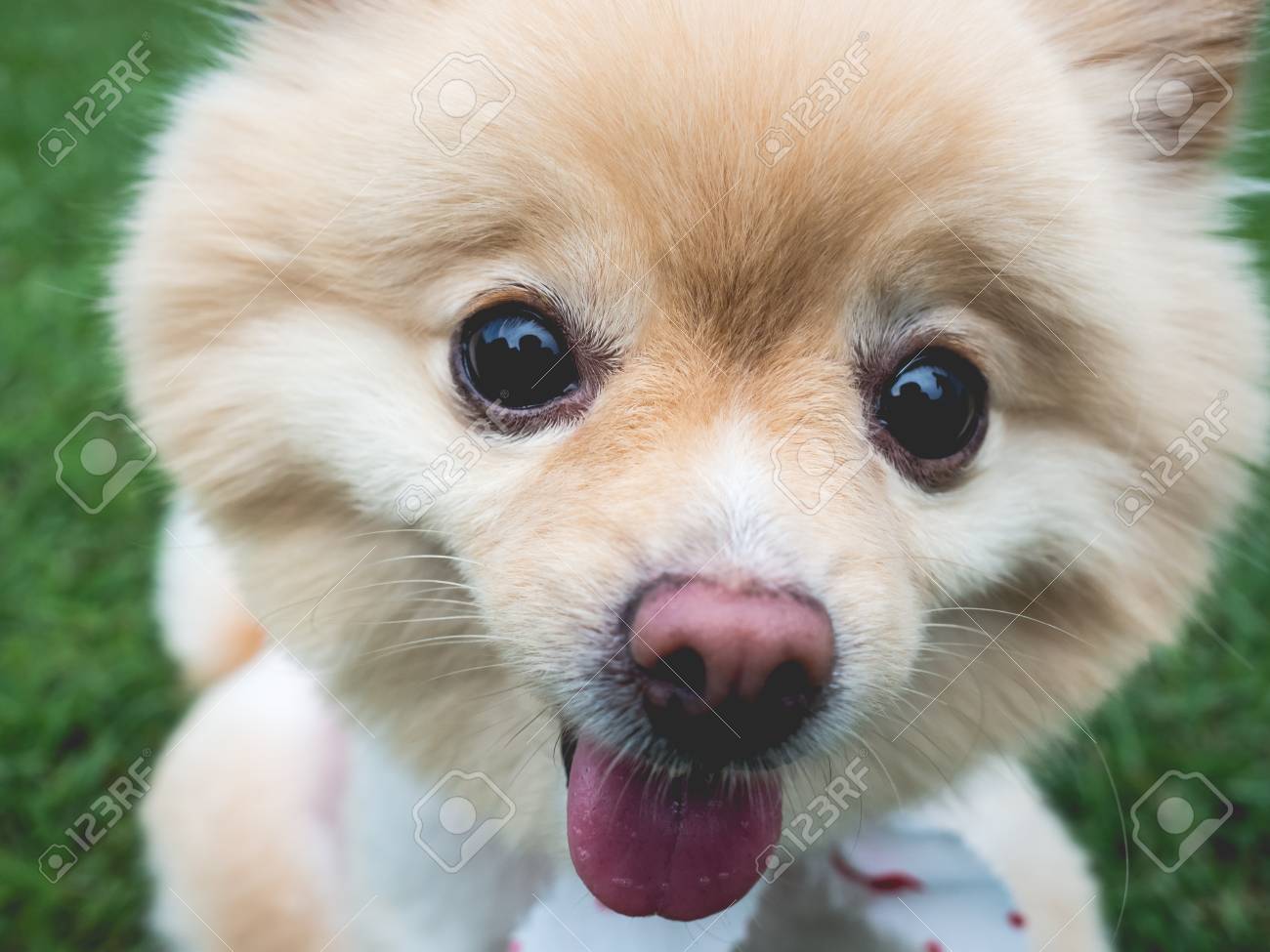 大きな黒い目と茶色の髪で幸せなポメラニアン犬リラックス屋外 の写真素材 画像素材 Image