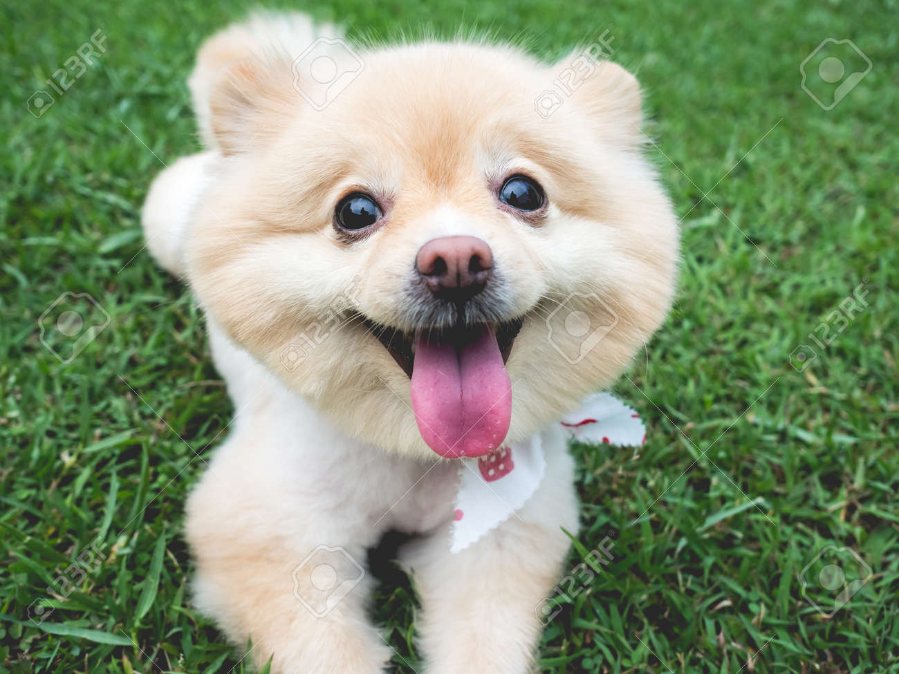大きな黒い目と茶色の髪で幸せなポメラニアン犬リラックス屋外 の写真素材 画像素材 Image