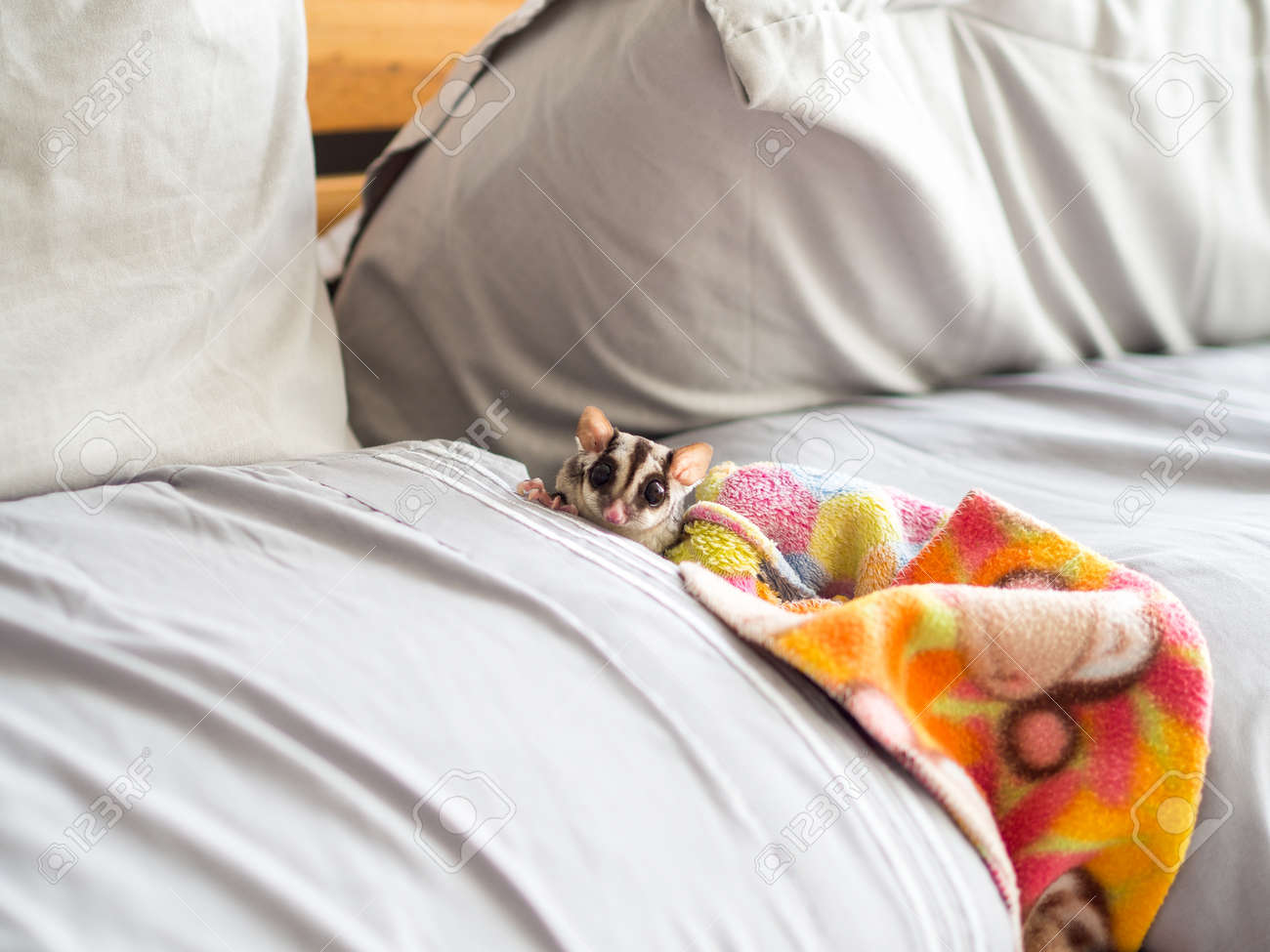 Cute Little Sugar Glider Is Sneaking