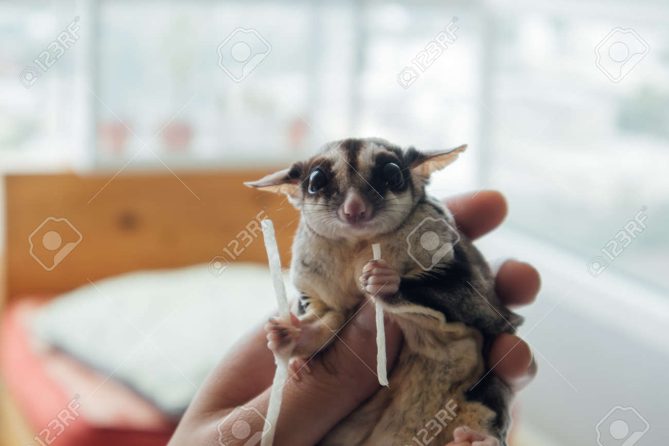 snack sugar glider