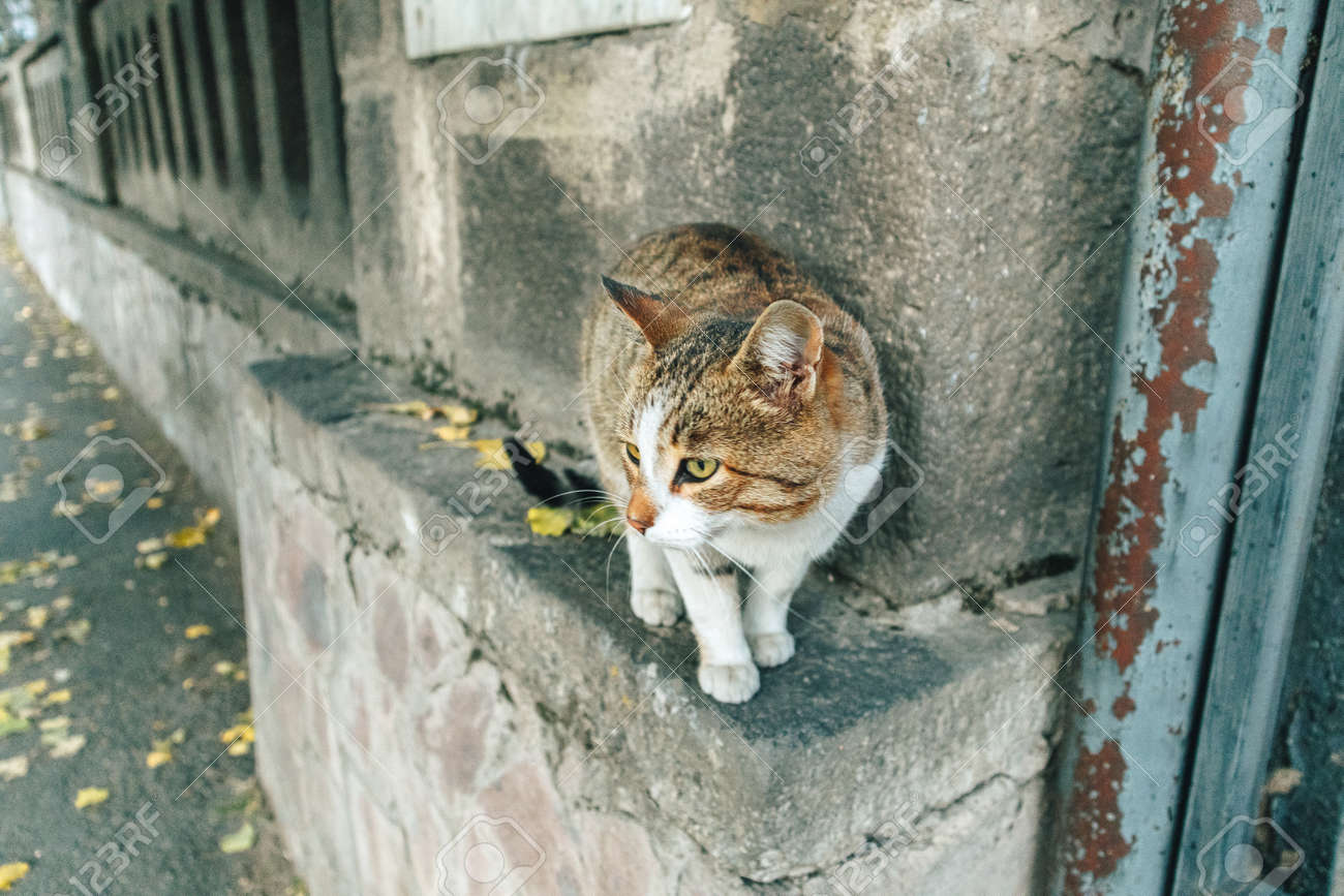 etiam-dictum-ipsum-a-felis