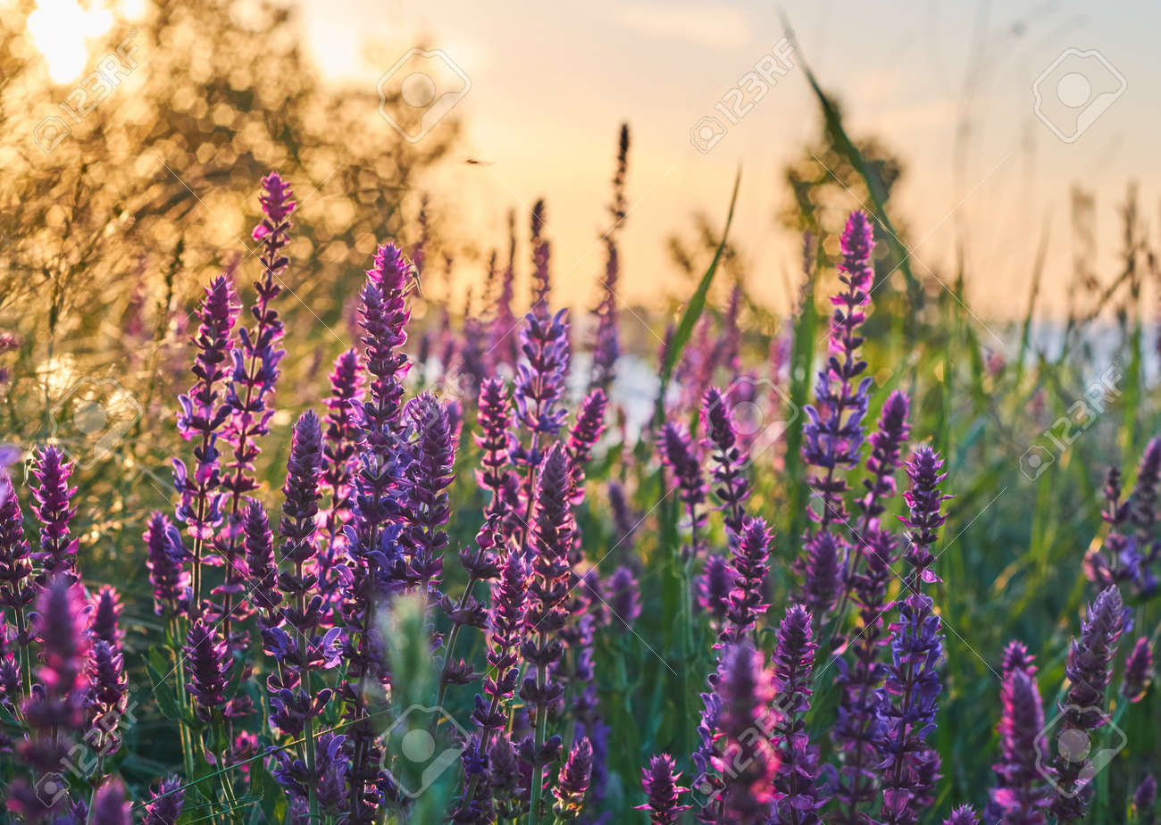 夕日の光の中で小さな紫のサルビアの小花 サルビアの花草原草ライトアップ朝焼け の写真素材 画像素材 Image