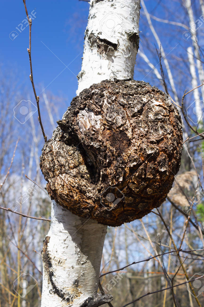 白樺の木のこぶ 白樺の木のこぶ