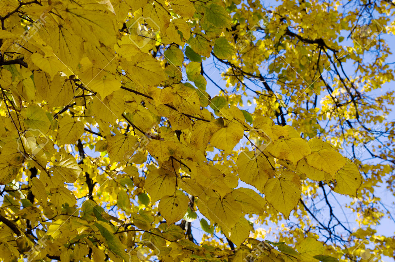 菩提樹の木を紅葉します の写真素材 画像素材 Image 菩提樹の木を紅葉します の写真素材 画像素材 Image