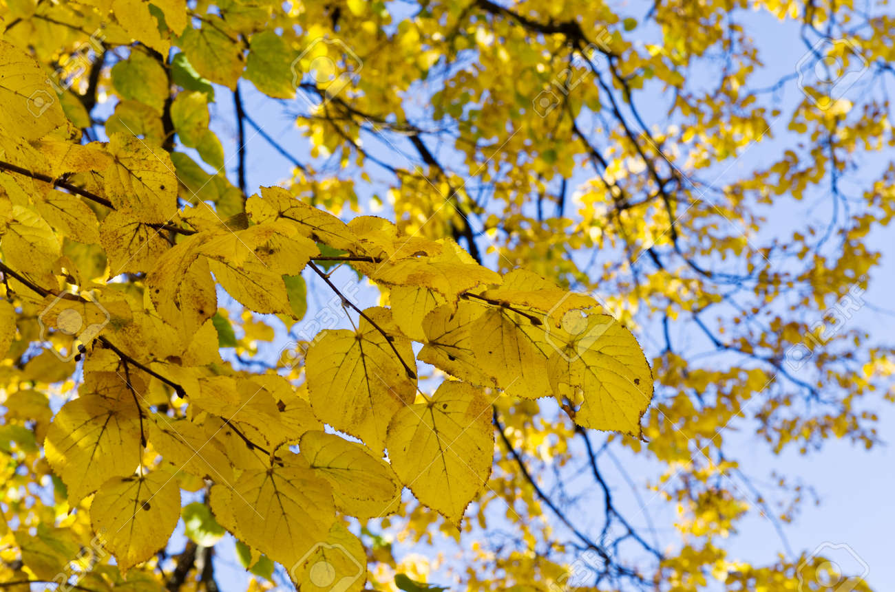 菩提樹の紅葉 の写真素材・画像素材. Image 16715413.