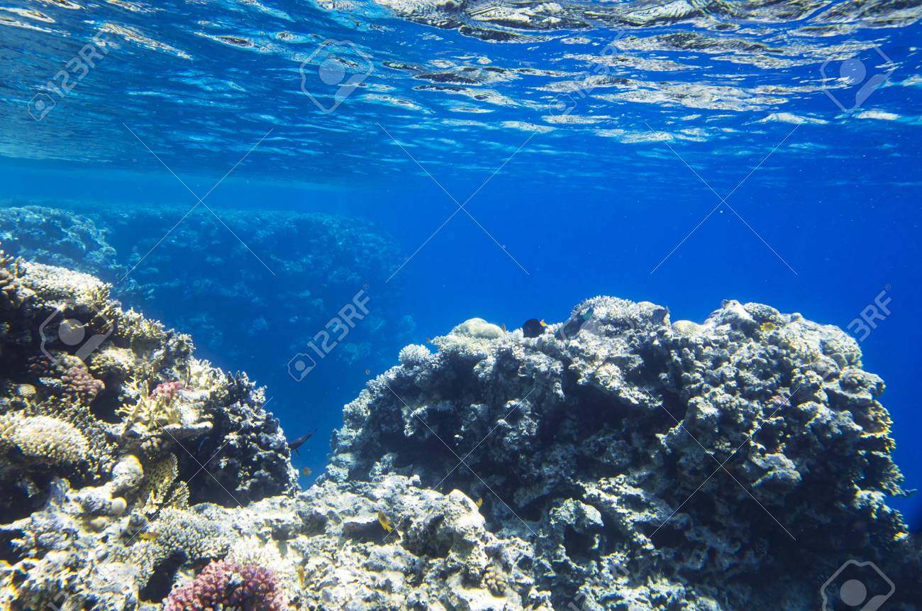 Reef Rocks From Corals In The Sea Stock Photo, Picture and Royalty Free  Image. Image 86679127., image size:1300x861