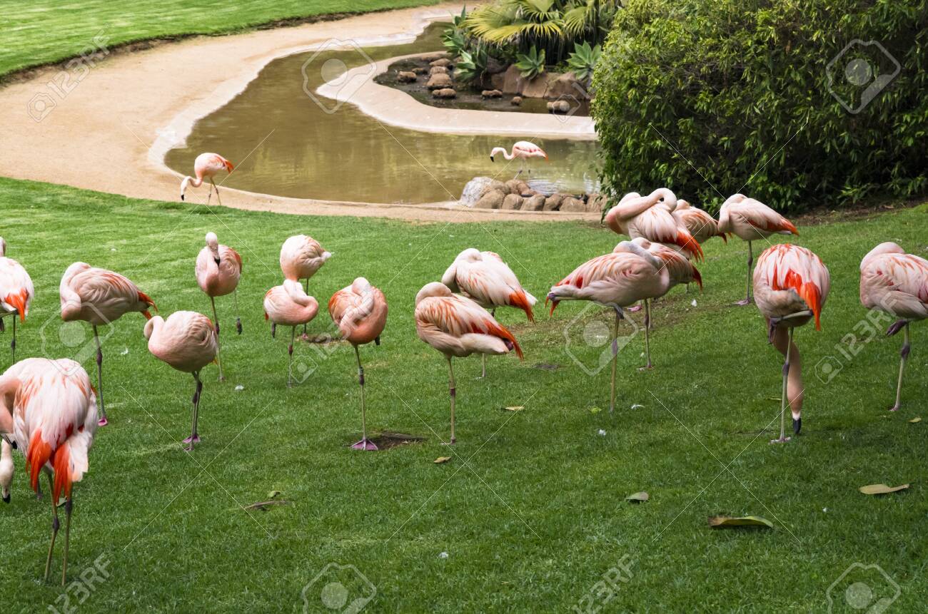 Flock of flamingo birds on a green lawn - 138766689 Flock of flamingo birds on a green lawn - 138766689
