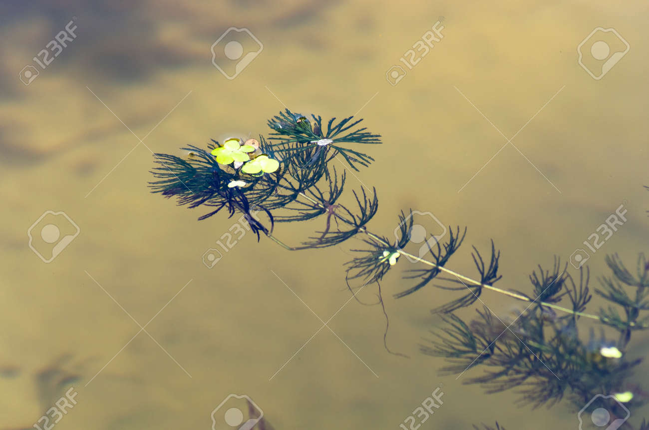 One sprig of seaweed in water - 159007518 One sprig of seaweed in water - 159007518