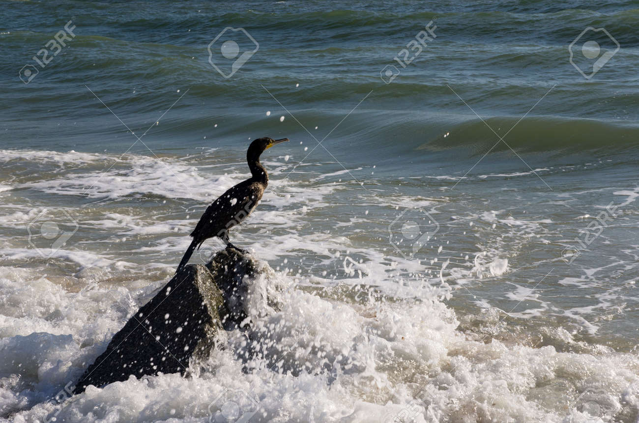 Cormorant bird sits on a stone in the sea - 159007649 Cormorant bird sits on a stone in the sea - 159007649