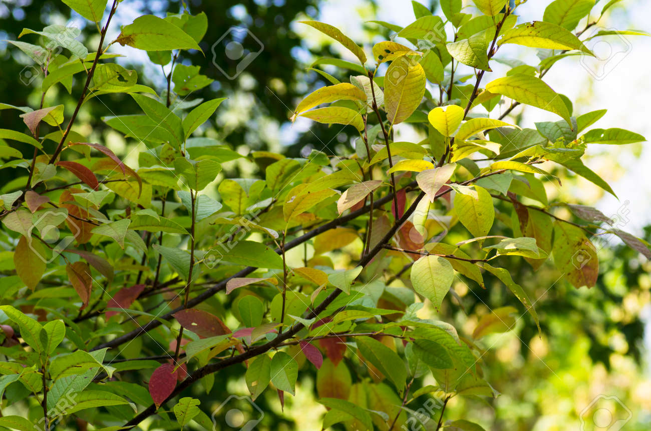 Autumn leaves on the bushes in sunny weather - 159355482 Autumn leaves on the bushes in sunny weather - 159355482