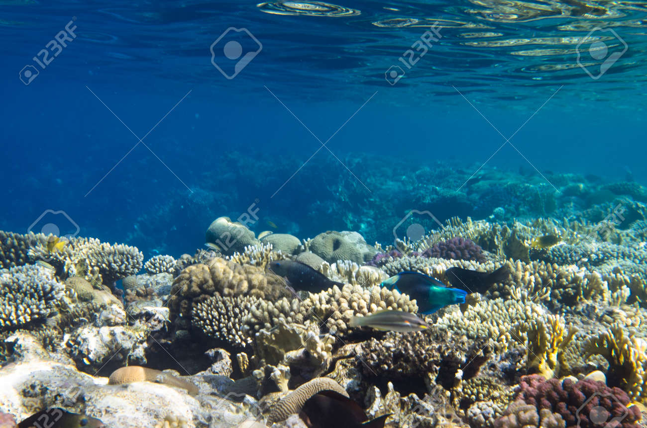 Coral reef landscape under water and fish - 164268050 Coral reef landscape under water and fish - 164268050