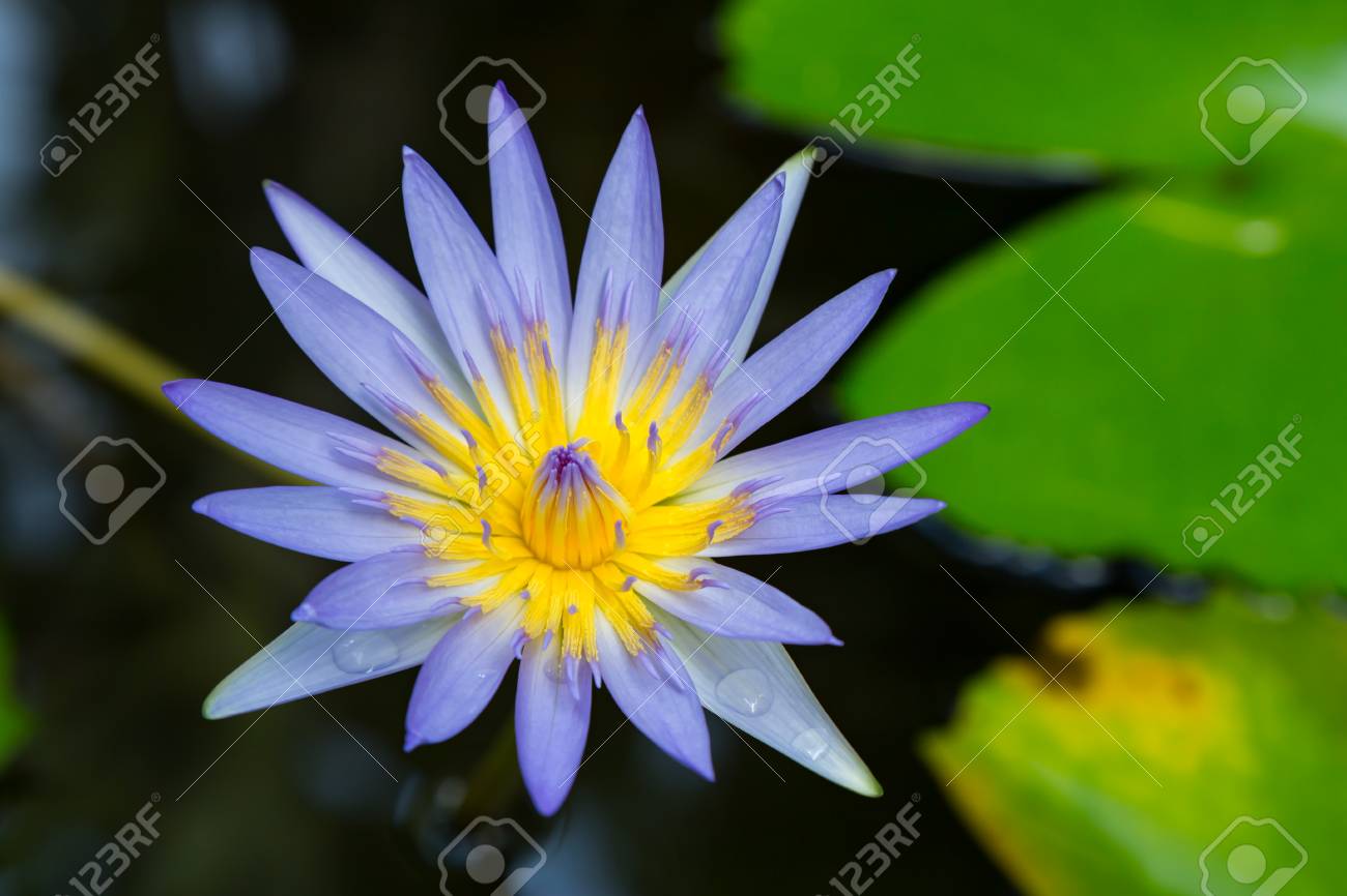 Gros plan de la fleur de lotus bleu en fleurs soft focus sélectif