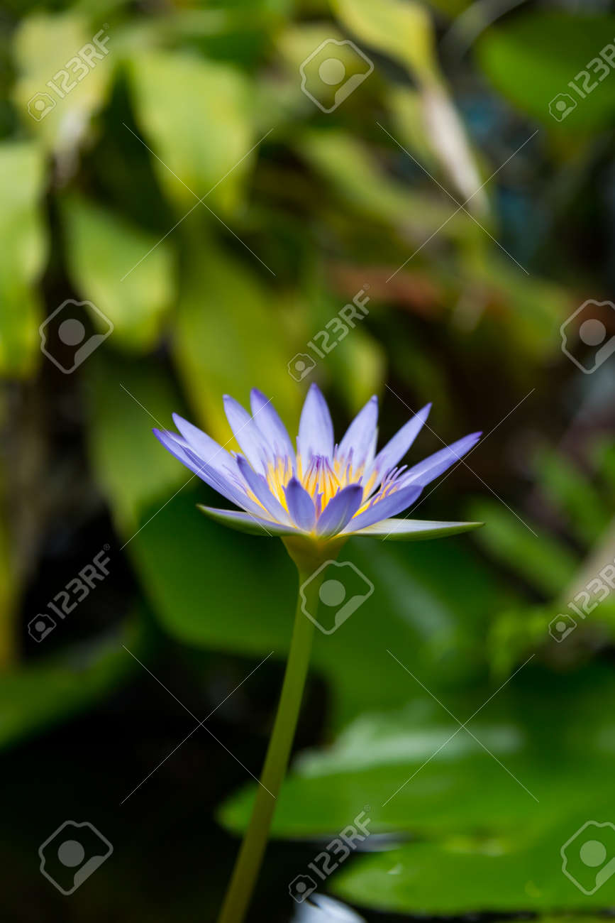 Gros plan de la fleur de lotus bleu en fleurs soft focus sélectif