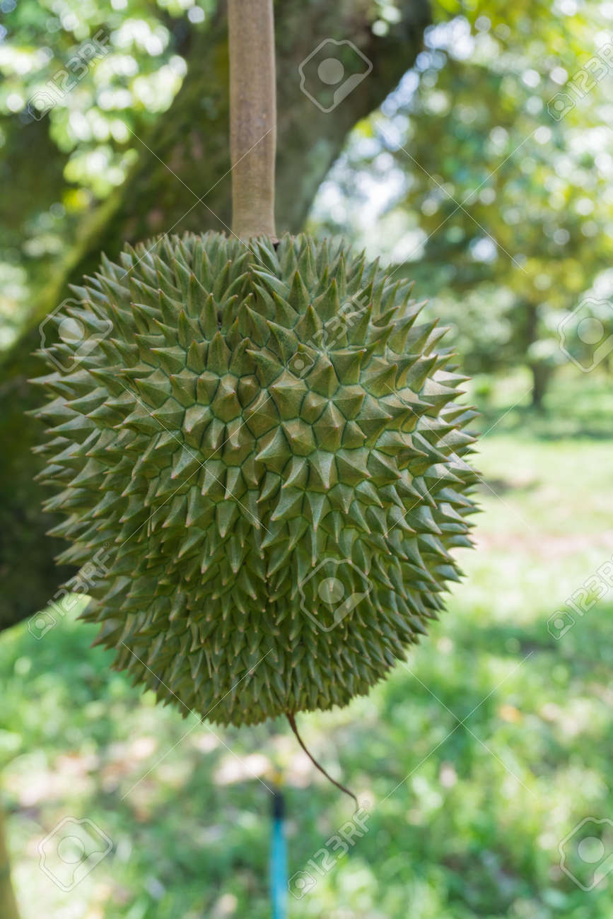ドリアン果物の王様 タイの庭 夏のフルーツの木 の写真素材 画像素材 Image