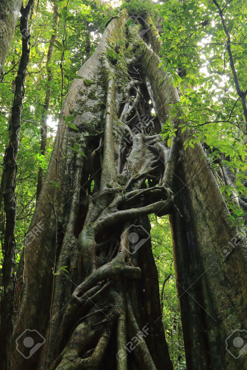 高く登る