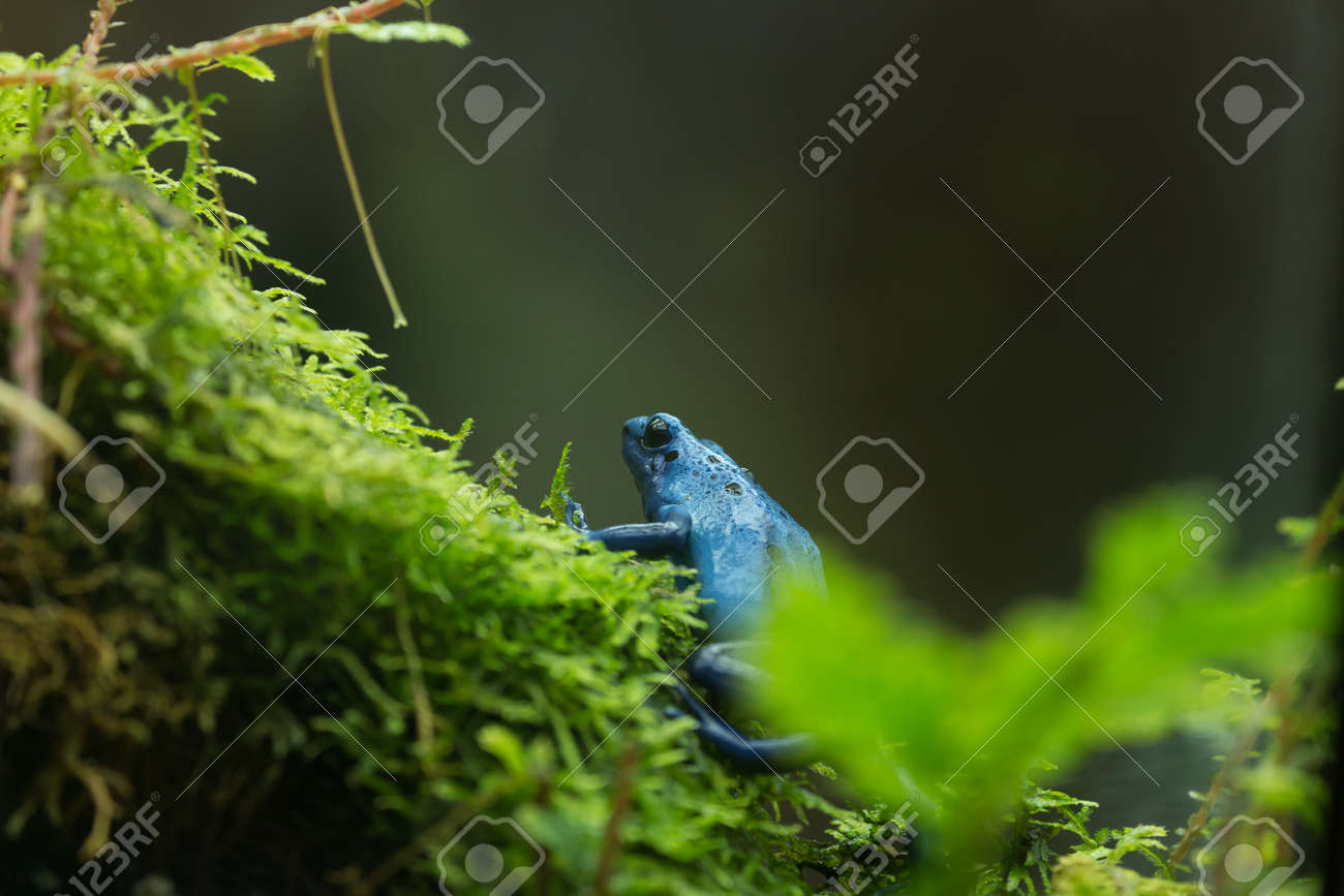 ワシントン Dc の国立動物園で青い毒投げ矢のカエル ヤドクガエル属下の Azureus の写真素材 画像素材 Image ワシントン Dc の国立動物園で青い毒投げ矢のカエル ヤドクガエル属下の Azureus の写真素材 画像素材 Image