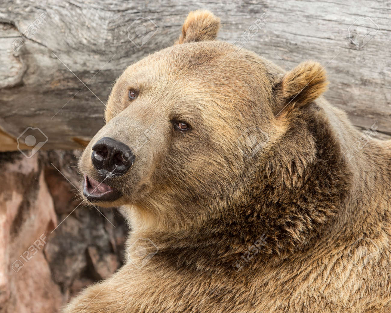 etiam-dictum-ipsum-a-felis