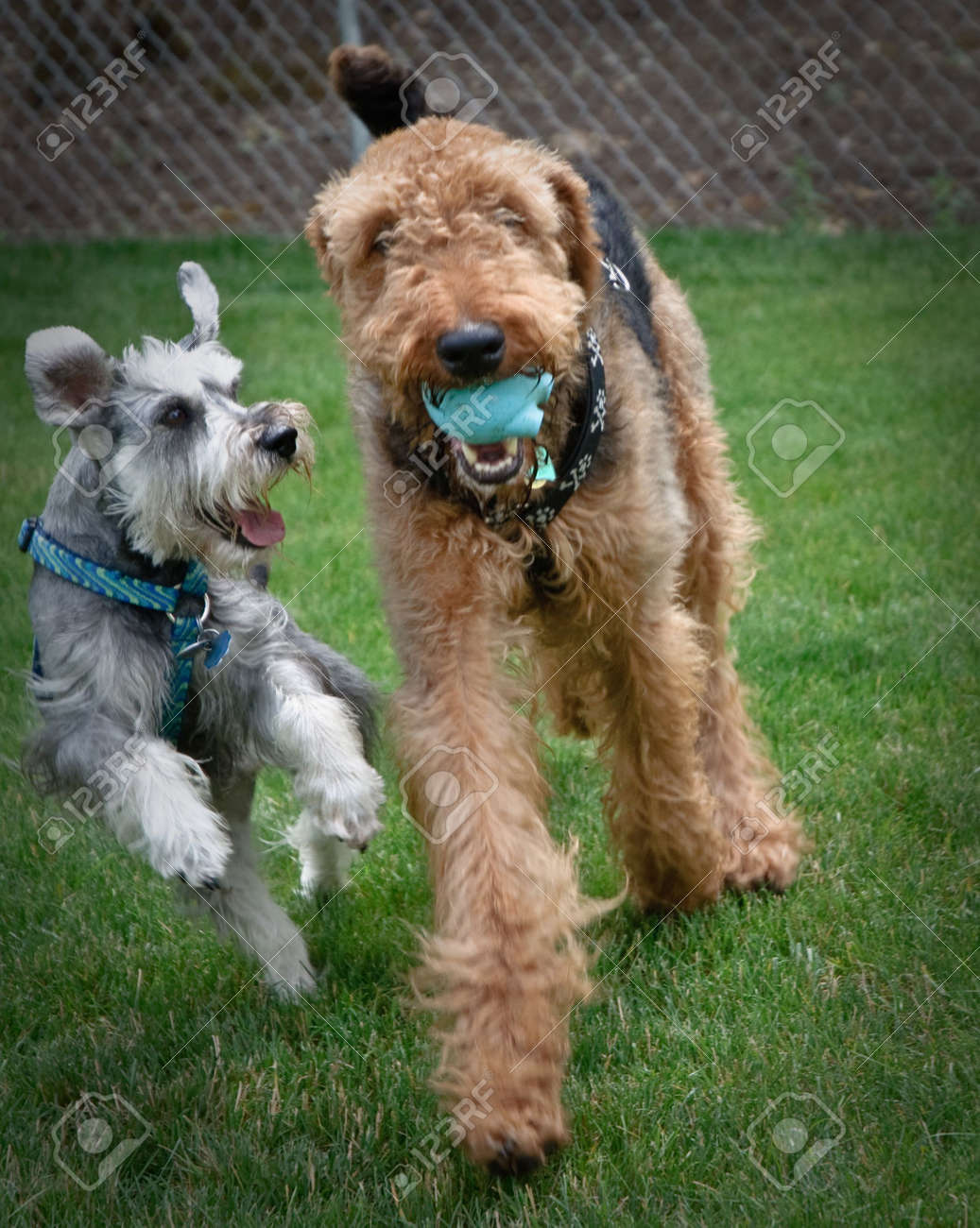 small airedale terrier
