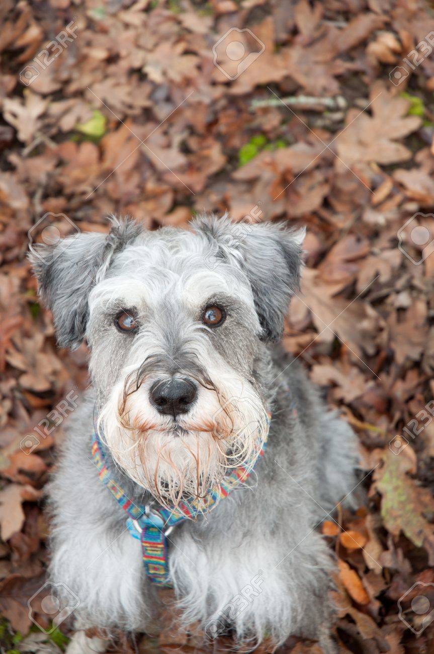 Petit Chien Gris Dans L Etablissement L Automne Banque D Images Et Photos Libres De Droits Image