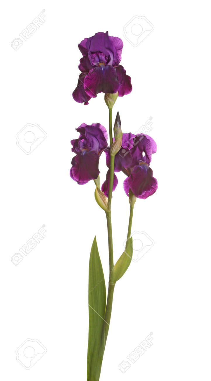 stem of three dark