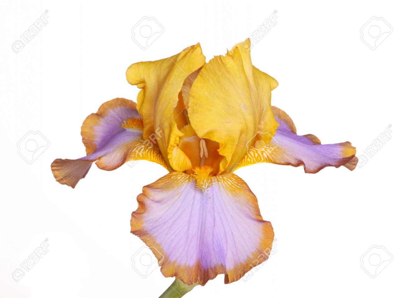 single yellow brown and