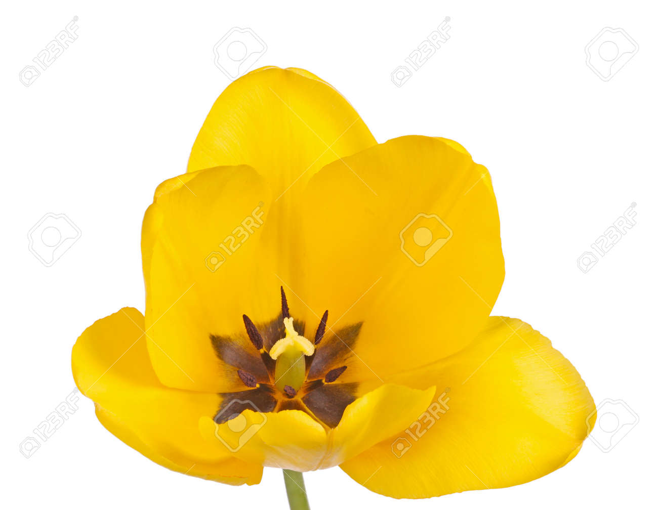 白い背景に対して隔離される黒の葯と柱頭の黄色いチューリップ品種の開花 の写真素材 画像素材 Image