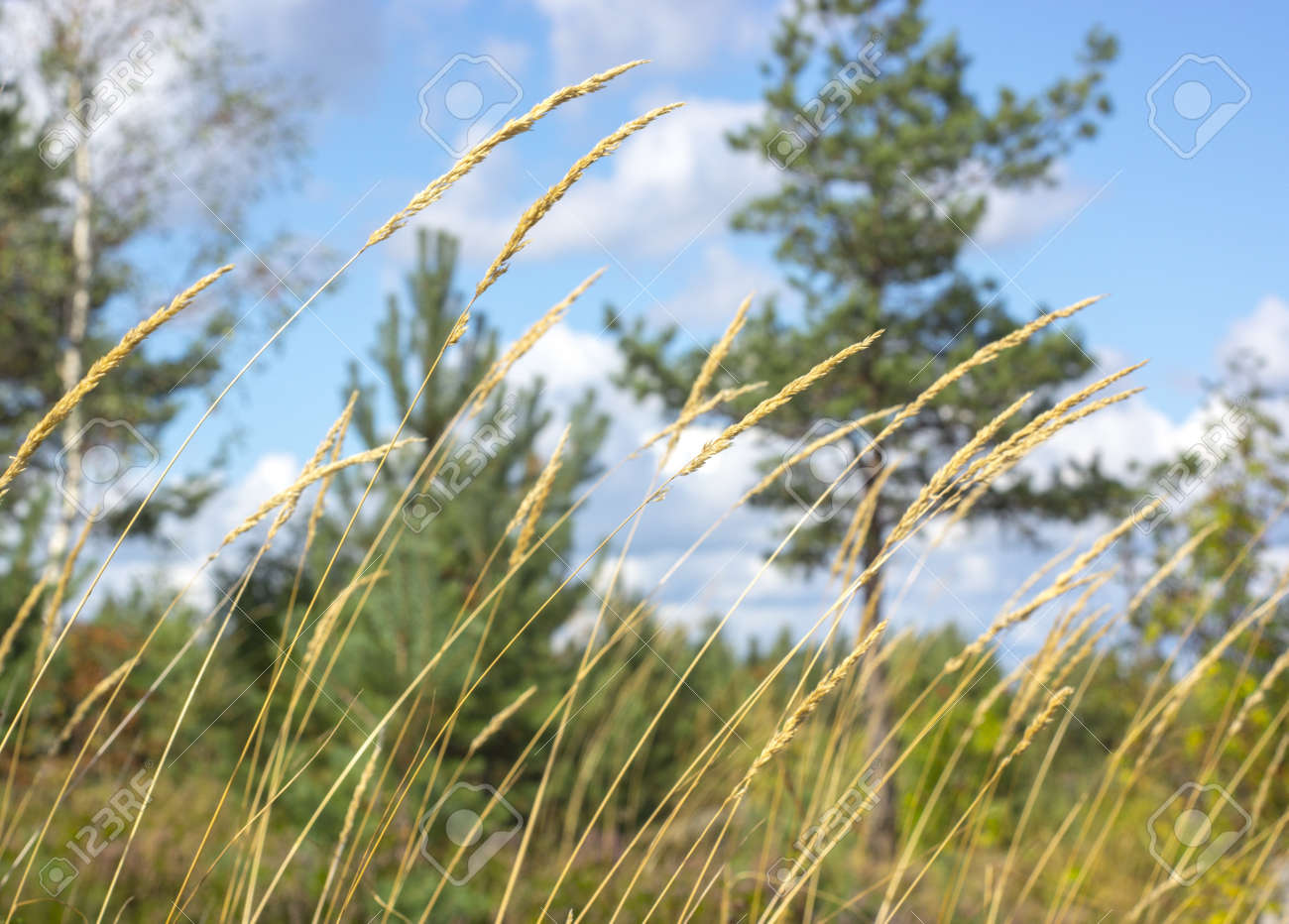 夏の風に揺れる草 の写真素材 画像素材 Image