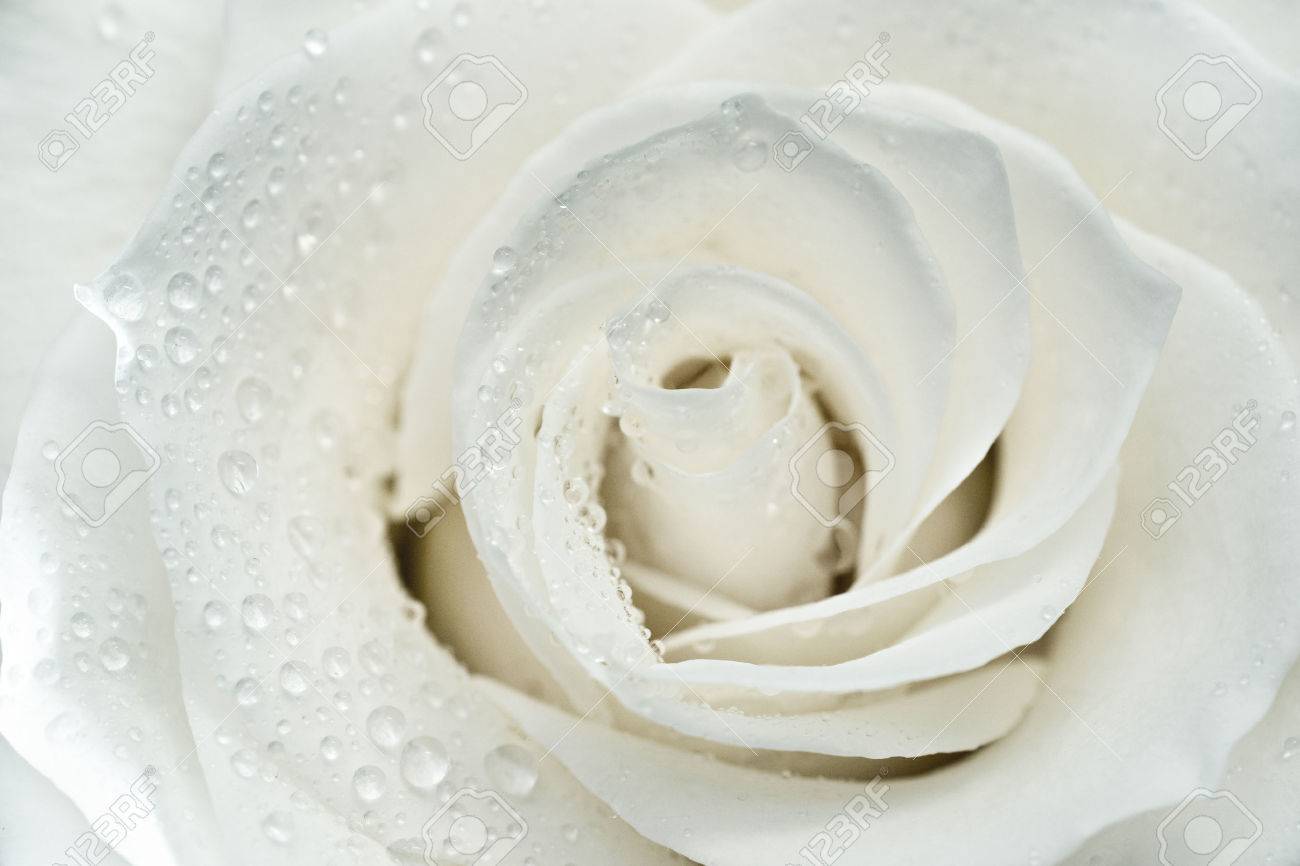 white rose stock photos royalty free white rose images
