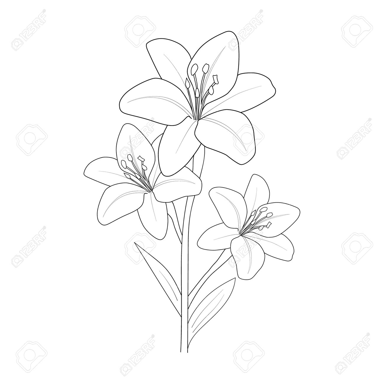 Lily Flower. Hand-drawn Vector Illustration Isolated On White Background.  Cute Flower Coloring Pages, Drawing Lily Flowers In Black And White. Lily  Flower Drawing Realistic. Клипарты, SVG, векторы, и Набор Иллюстраций Без  Оплаты
