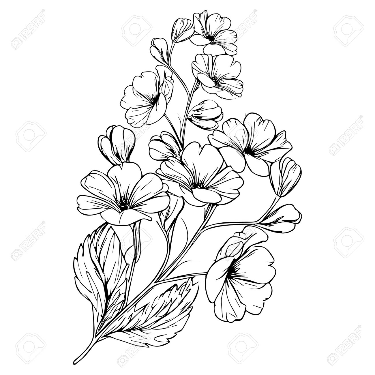 august-birth-flower-tattoo-august-birth-flower-drawings-august-birth-flower-tattoo-black-and-white-engraved-ink-art-primrose-flower-tattoo-designs-vintage-primrose-drawings-royalty-free-svg-cliparts-vectors-and-stock for Birth Flower Bouquet Tattoo Generator Free Printable August Birth Flower Tattoo, August Birth Flower Drawings, August Birth Flower Tattoo Black And White, Engraved Ink Art, Primrose Flower Tattoo Designs Vintage Primrose Drawings Royalty Free SVG, Cliparts, Vectors, and Stock for Birth Flower Bouquet Tattoo Generator Free Printable