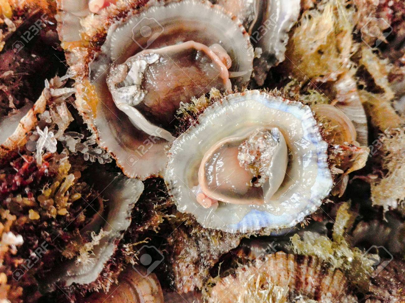 etiam-dictum-ipsum-a-felis