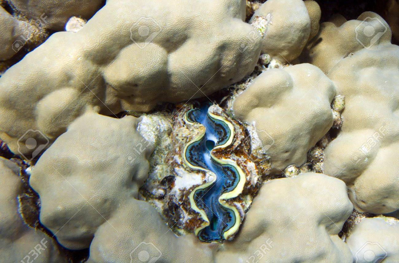 エジプトの紅海の水中生活海水魚 サンゴ礁 青いマキシマ ハマグリ シャコガイ マキシマ の写真素材 画像素材 Image