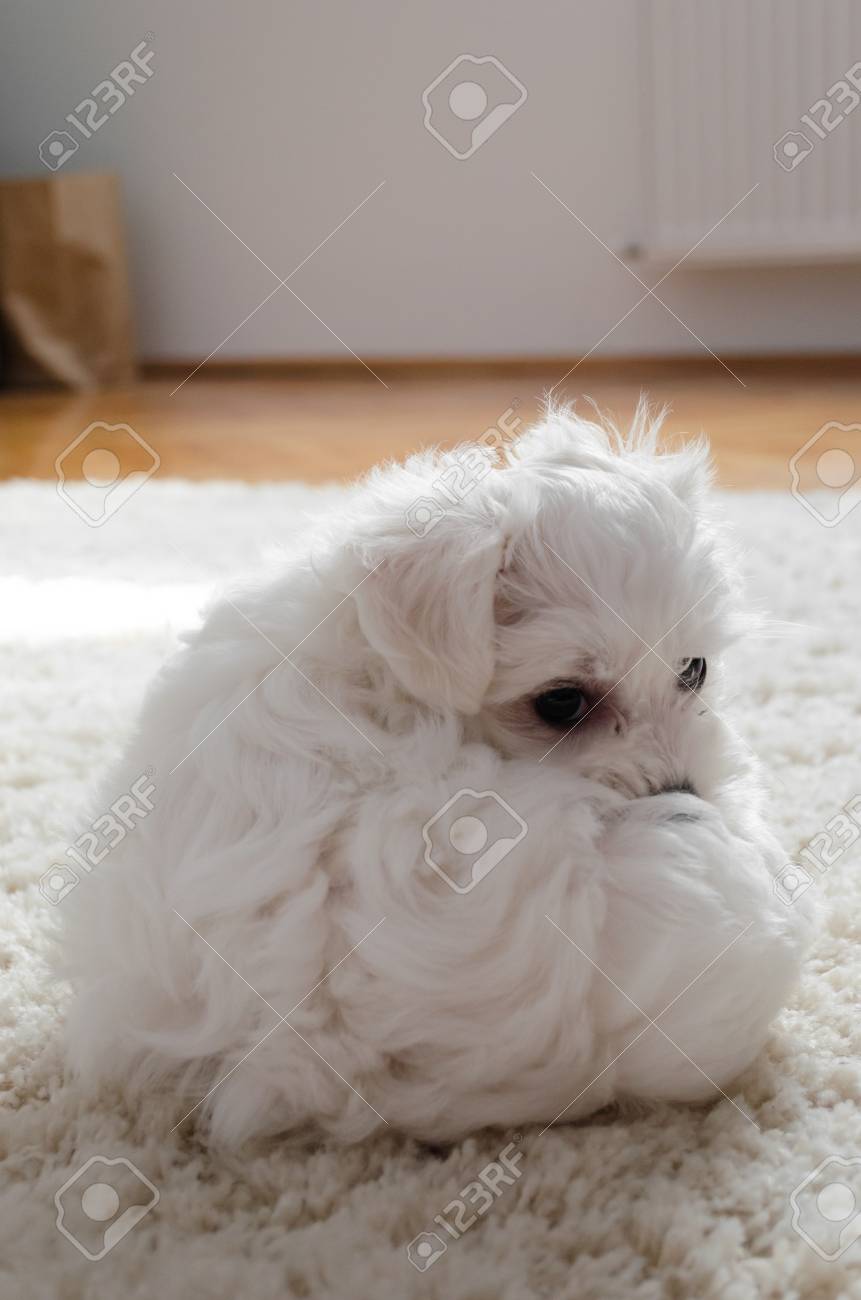 little white puppies