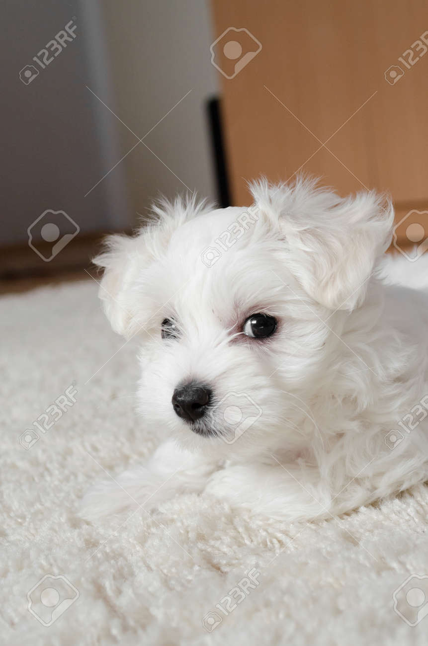 little white puppies