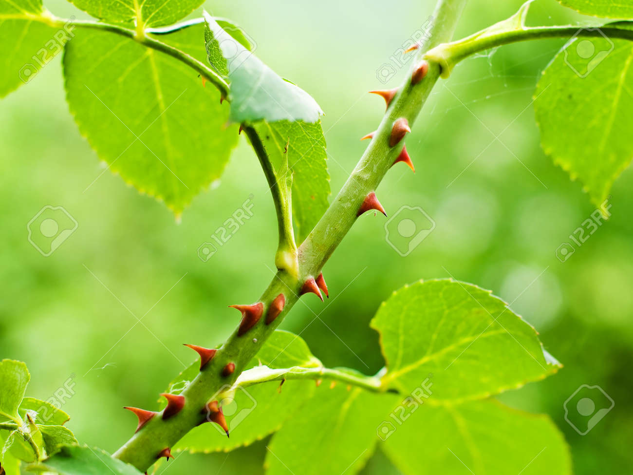 Thorny Rosebush