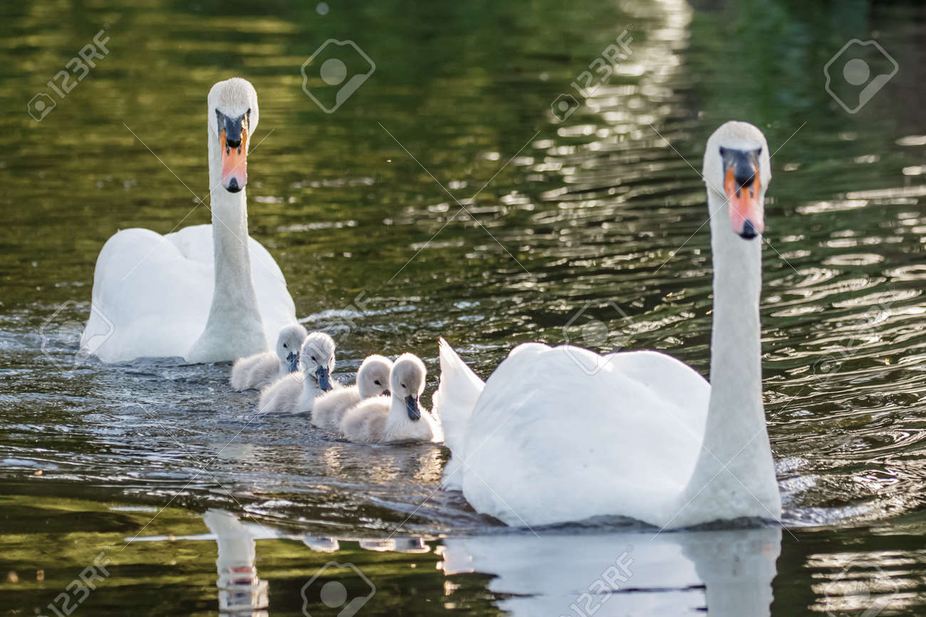 Mute Swan Cygnus Olor Adult And Cute Fluffy Baby Cygnets Swimming Stock Photo Picture And Royalty Free Image Image 1381