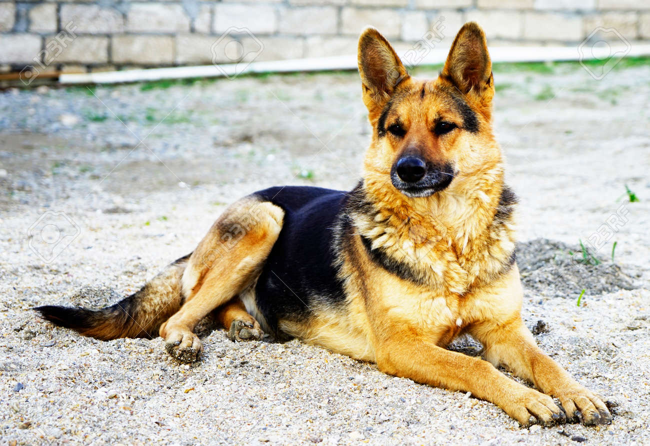 red and black german shepherd