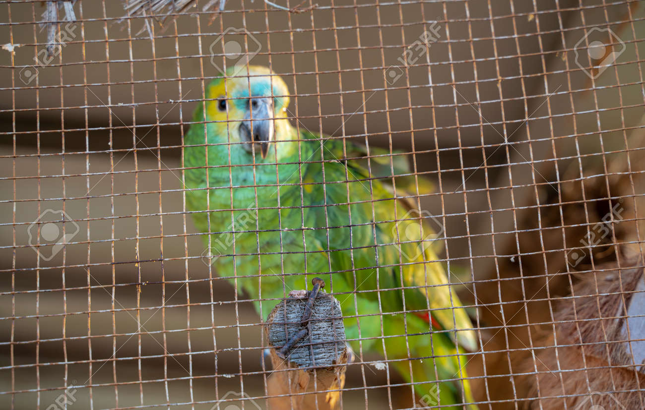 parrot in pet shop