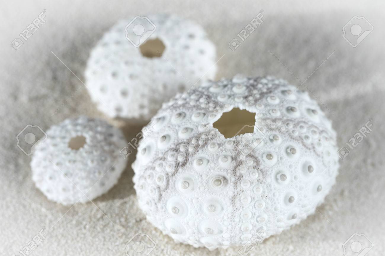 Closeup Of Three Beautiful White Sea Urchin Shells On Beach Sand