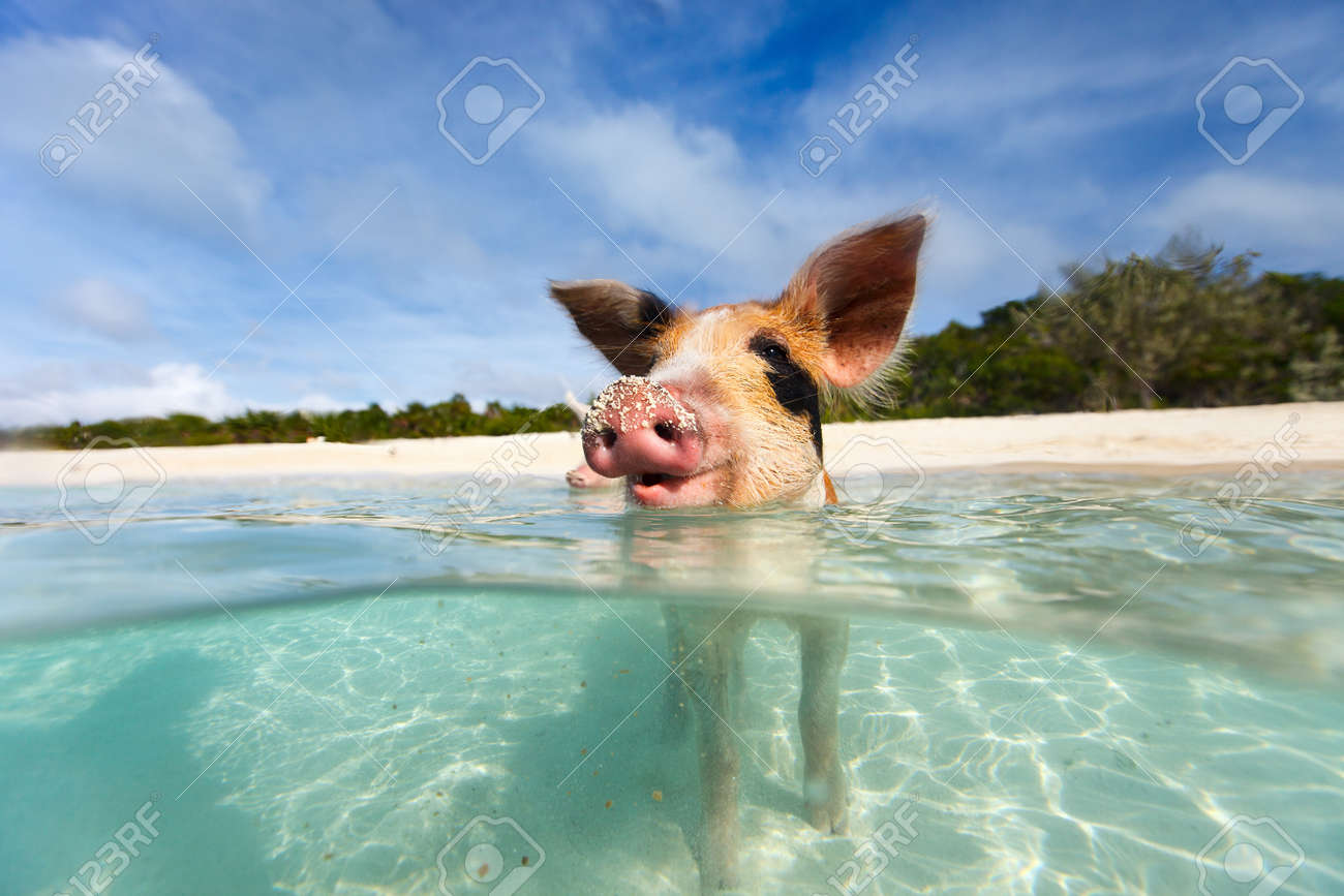 ビーチ Exuma バハマでの水の小さな子豚 の写真素材 画像素材 Image