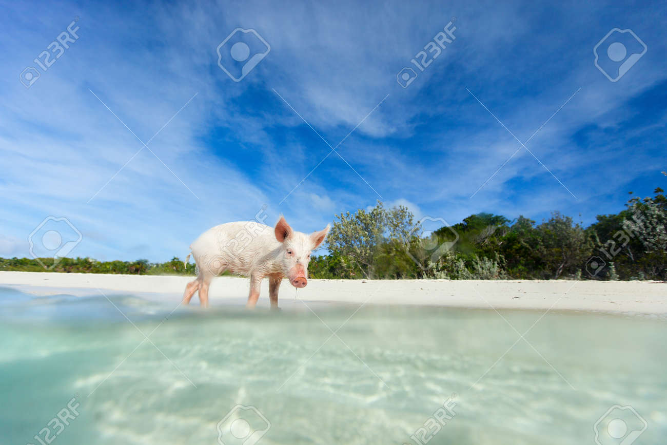 Exuma の島バハマのビーチで水に小さな子豚 の写真素材 画像素材 Image