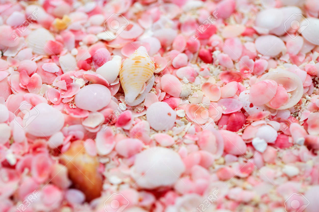 Pink Sand Beach On Barbuda Island In Caribbean Made Of Tiny Pink Shells Close Up Photo Stock Photo Picture And Royalty Free Image Image