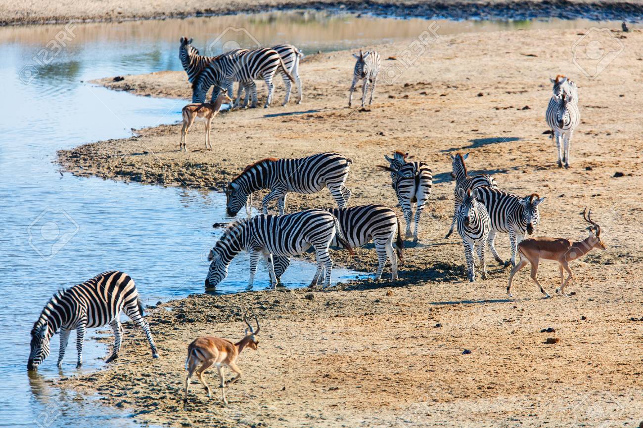Zebras Near Watering Hole In Safari Park In South Africa Stock Photo Picture And Royalty Free Image Image