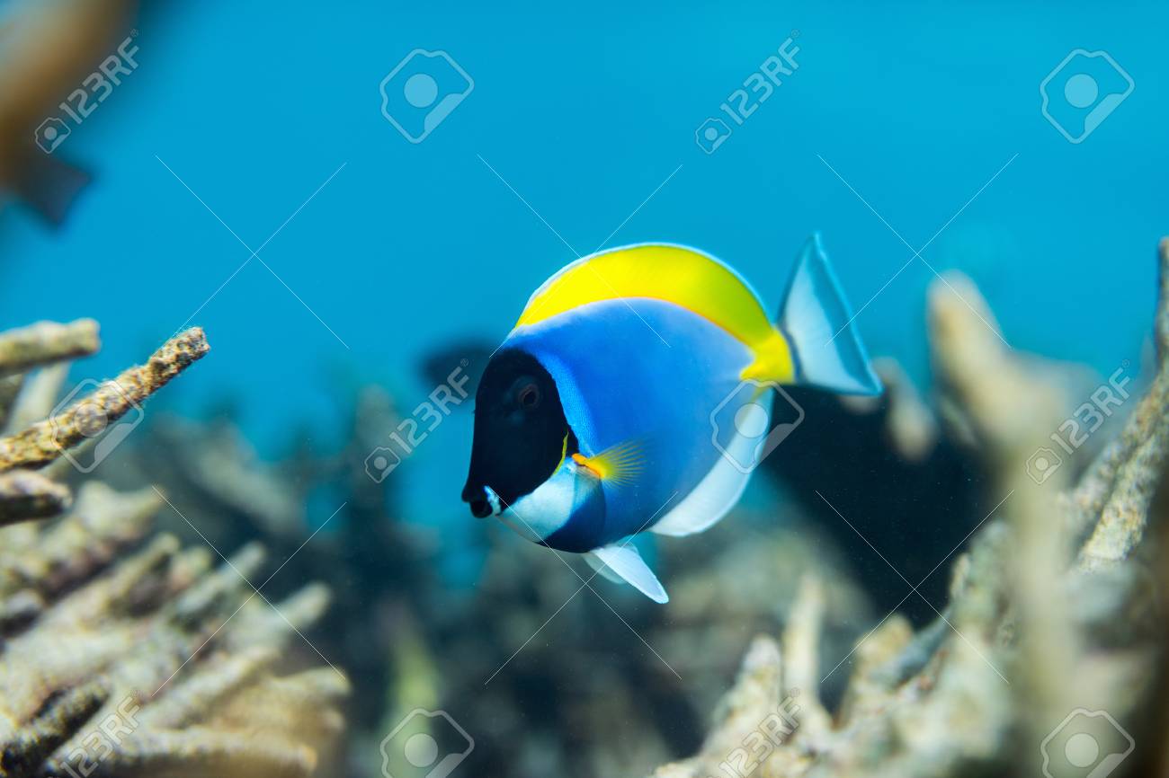 Schones Buntes Korallenriff Und Tropische Fische Unter Wasser Auf Den Malediven Lizenzfreie Fotos Bilder Und Stock Fotografie Image