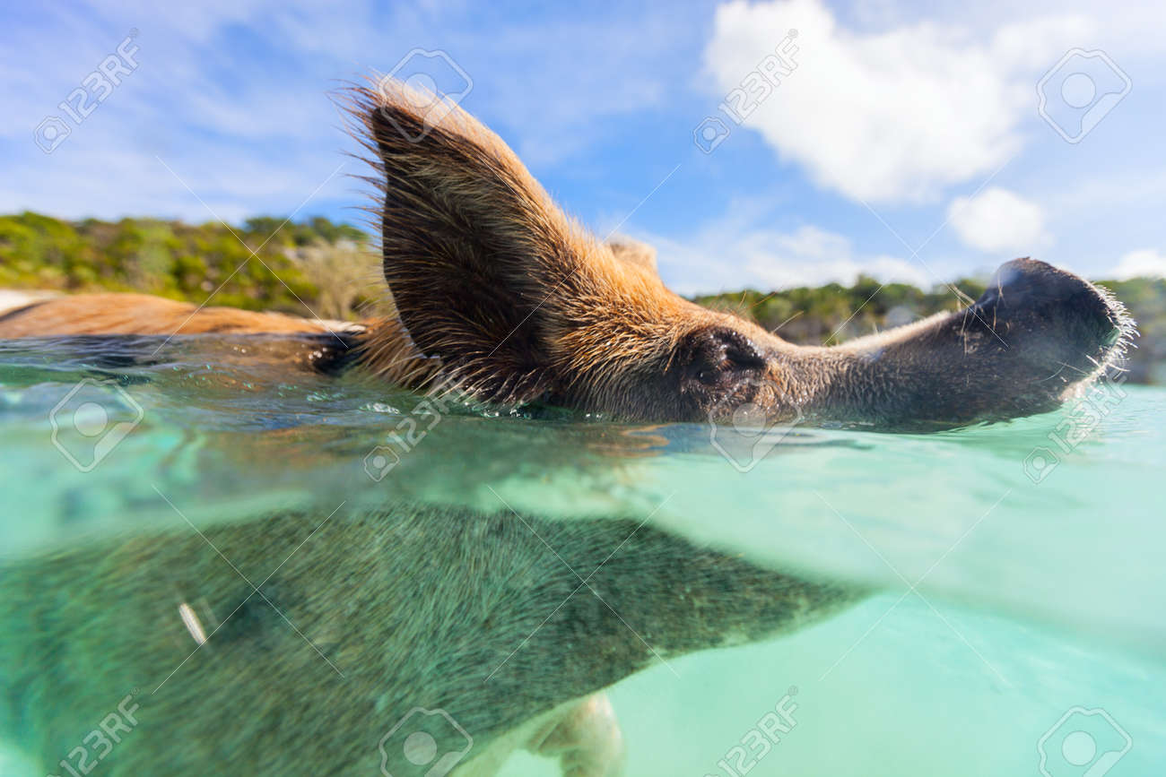 エグマ島バハマのビーチで水の中で泳ぐ豚 の写真素材 画像素材 Image