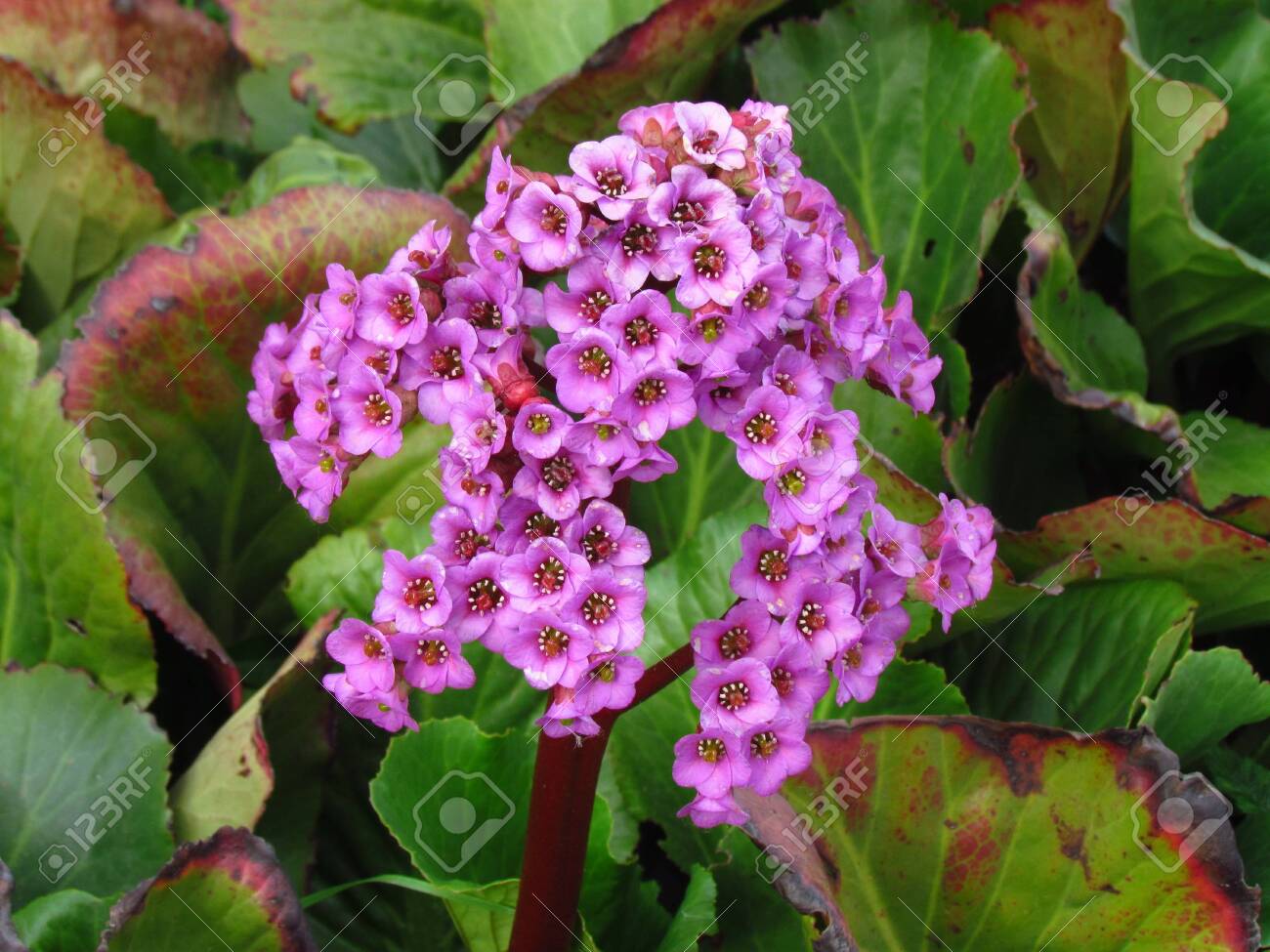 Pink Garden Flower Bergenia Cordifolia Bergenia Crassifolia The Badan Siberian Tea Blooming Stock Photo Picture And Royalty Free Image Image 152072519