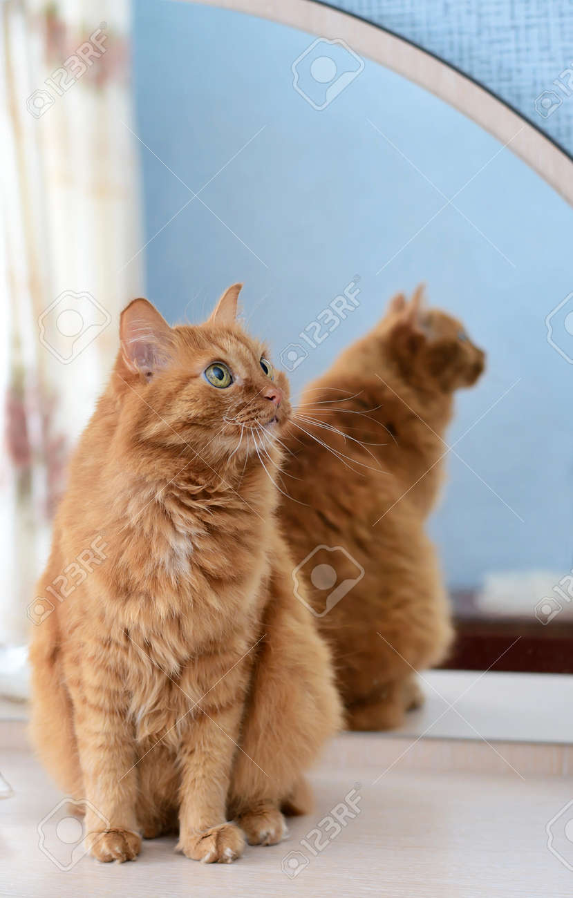 Un Gros Chat Roux Assis A Cote Du Miroir Banque D Images Et Photos Libres De Droits Image