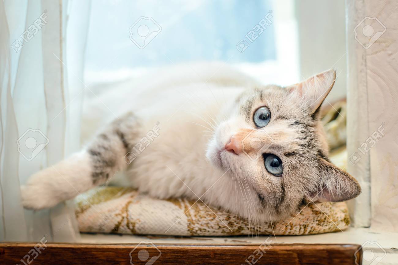 Beau Chat Blanc Moelleux Avec Un Nez Rouge Et Des Yeux Bleus Est Couché Sur Le Rebord De La Fenêtre Derrière Le Rideau Et En Regardant La Caméra