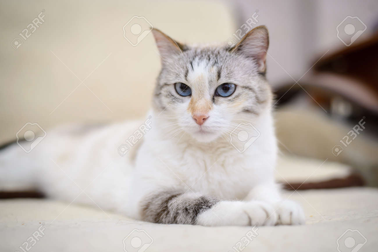 Beau Chat Blanc Avec Les Yeux Bleus Se Trouve Sur Le Canapé Sétendant Sur Ses Pattes Avant